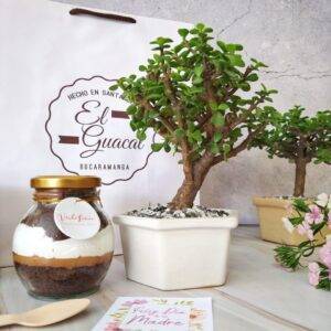 kit de bonsai de jade con postre artesanal
