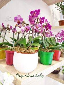 baby orquídea