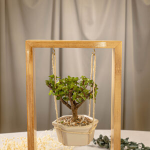 Bonsai de jade natural