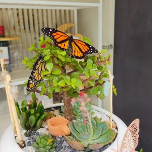 Mariposas monarcas en Bucaramanga