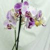 Orquideas naturales