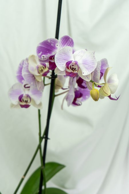 Orquideas naturales
