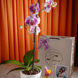 orquidea para regalos en bucaramanga
