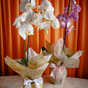Orquídea Decorada