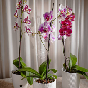 Orquideas naturales