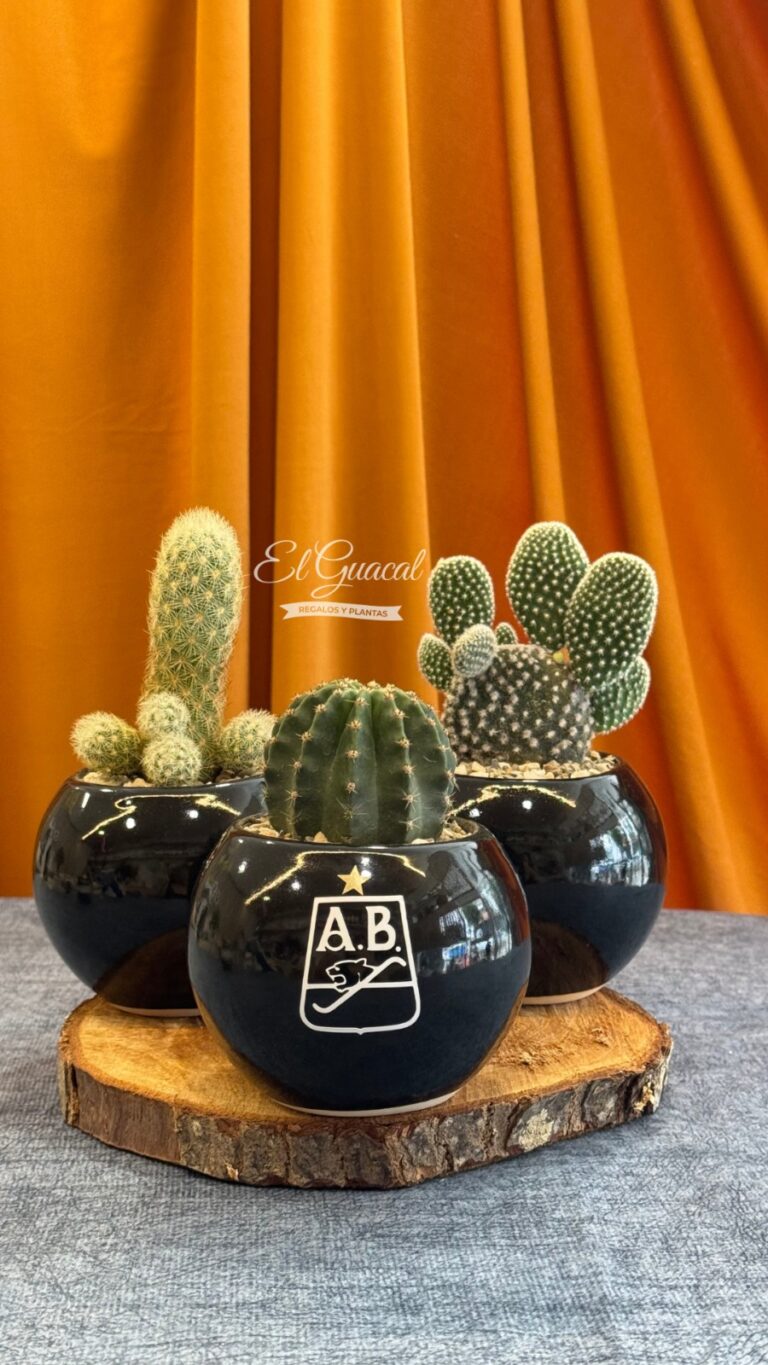 cactus con logo del atletico bucaramanga
