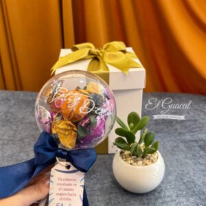 suculentas bucaramanga