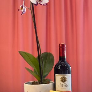 Orquideas en Bucaramanga