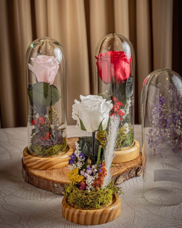🌹✨ Porque hay emociones que merecen perdurar en el tiempo...
Nuestras rosas preservadas no solo decoran, si no que cuentan historias, abrazan recuerdos y acompañan momentos especiales con la dulzura de lo eterno.
🎁Hecho con amor en Santander - El Guacal bga.
#RosasPreservadas #detalleseternos #elguacal #detallesbucaramanga #rosaencupula #arreglosflorales #artefloral